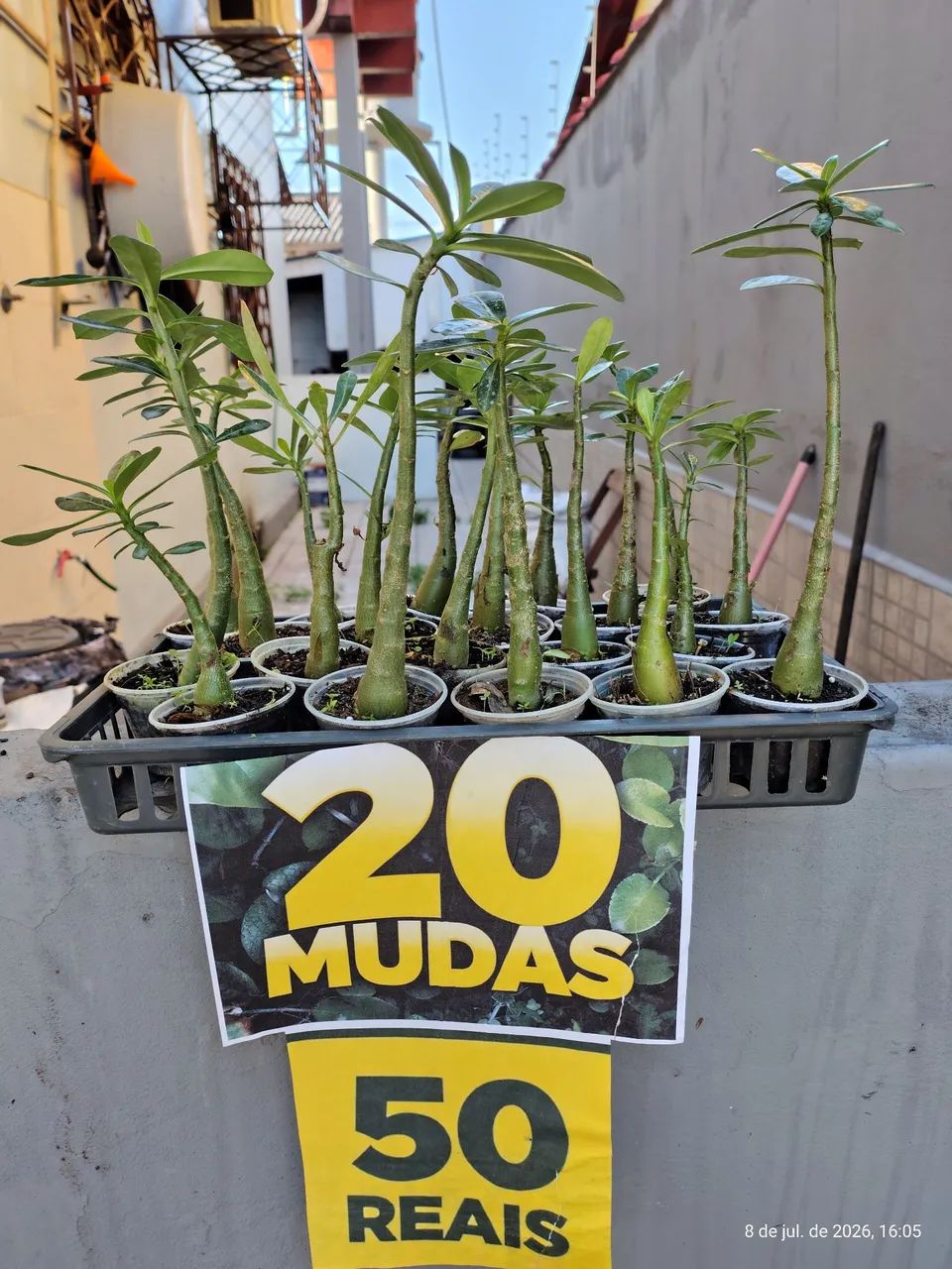 Promoção Rosas do Deserto - Foto 3