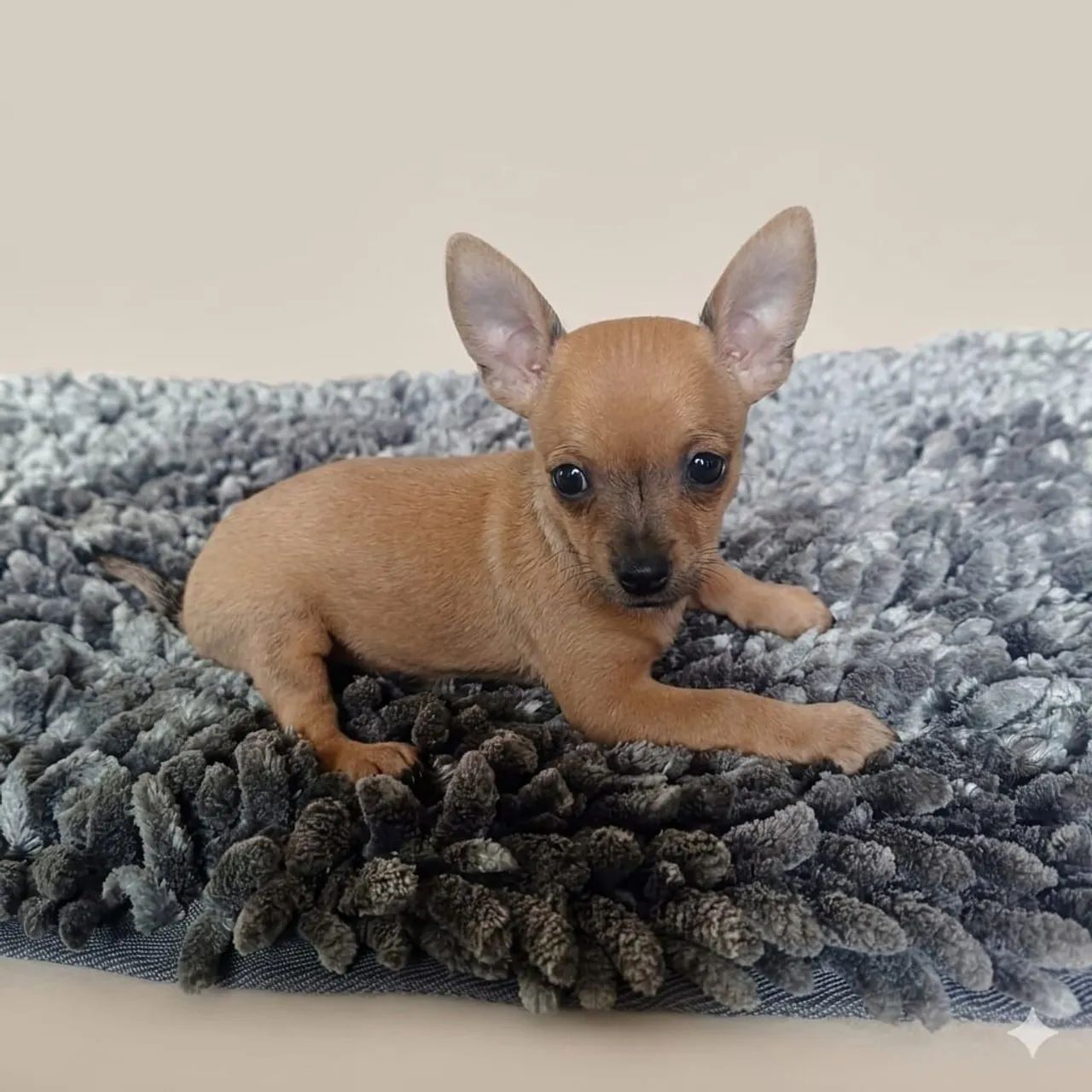 Pinscher fêmea caramelo  - Foto 4