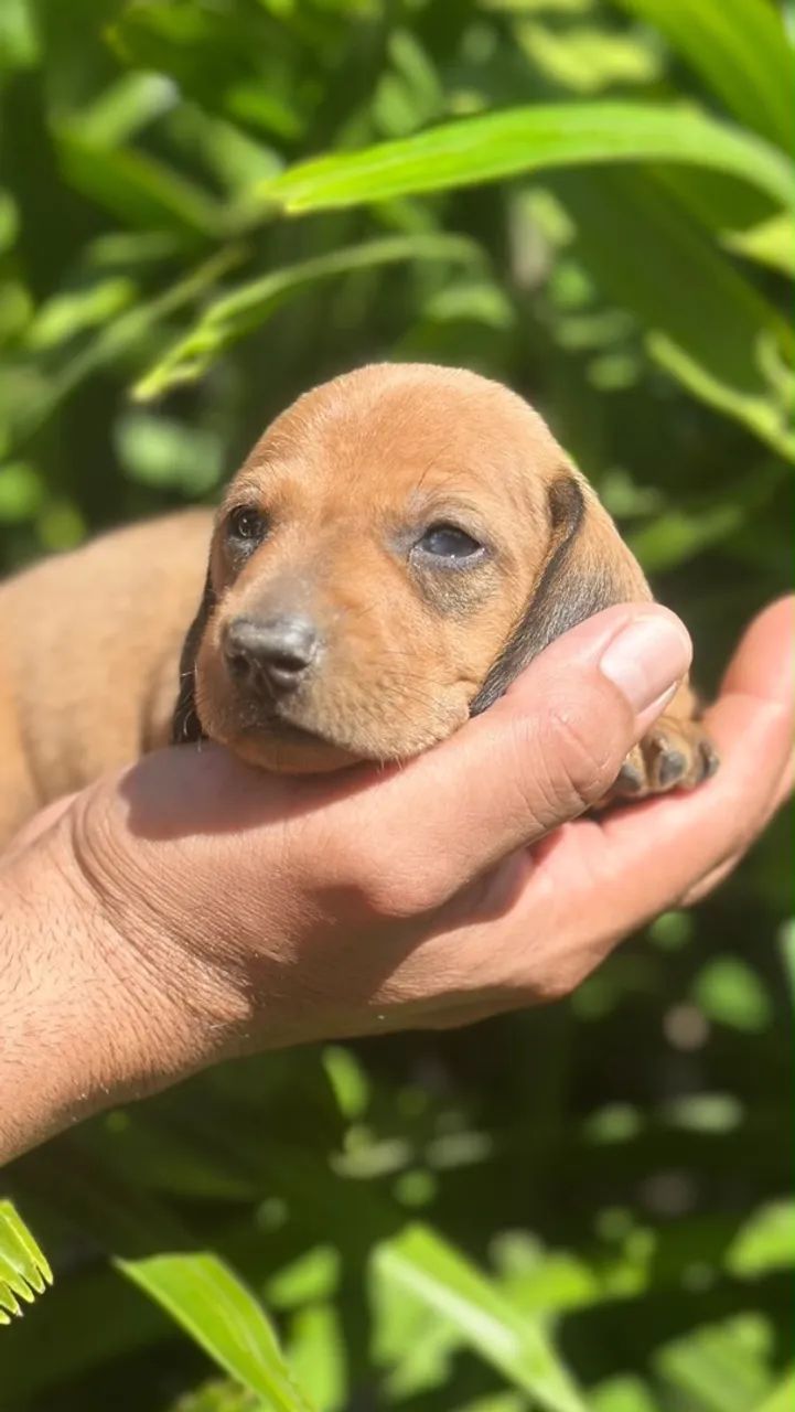 Cachorrinho salsicha - Foto 4