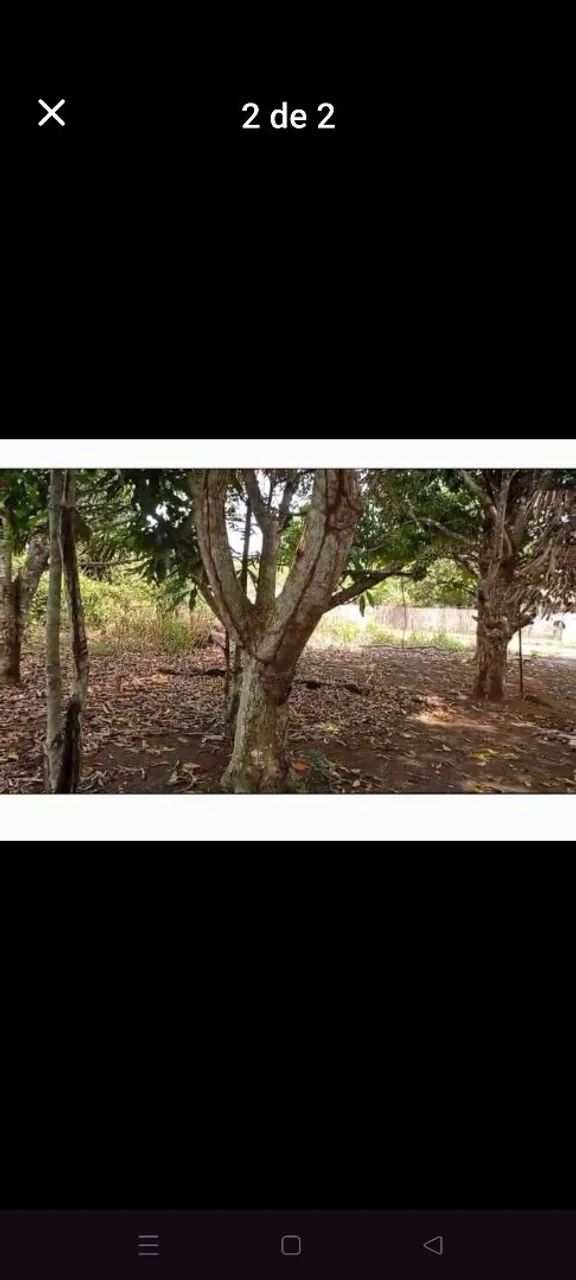Foto - Santarém - Liberdade