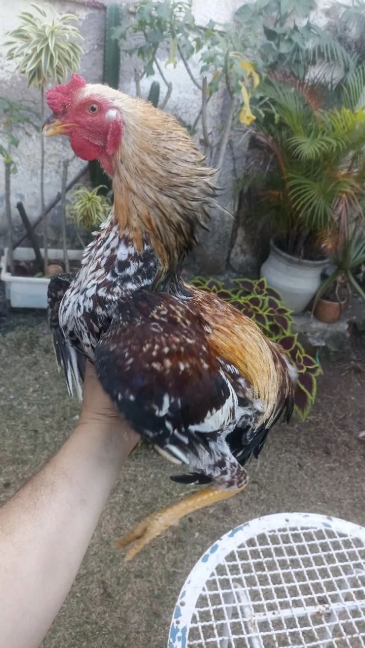 Frangos caipiras  - Foto 2
