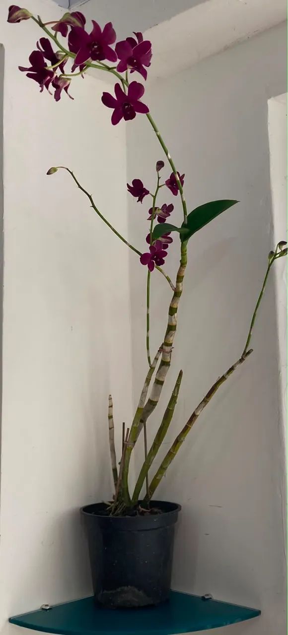 vendas de orquídeas  - Foto 3