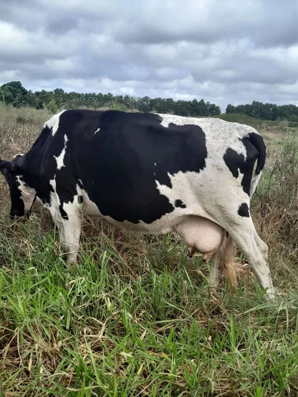Vacas leiteiras à venda - Foto 2