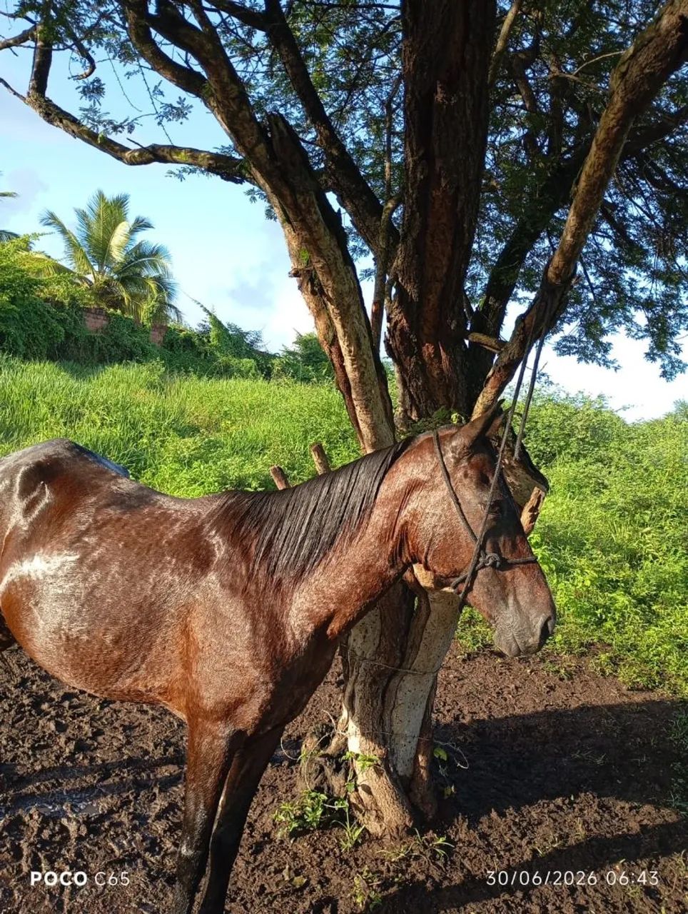 Égua para vender de montada  - Foto 2