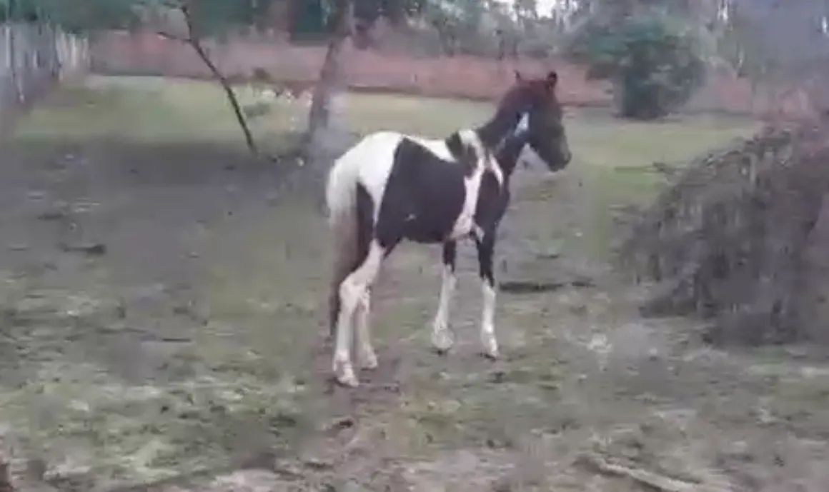 Pônei Pampa - Foto 3