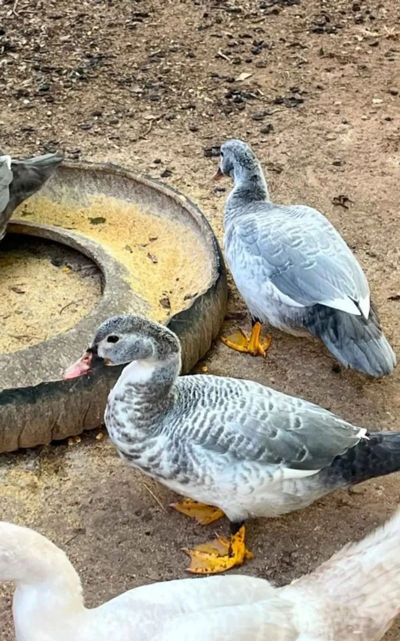 Patos  - Foto 3