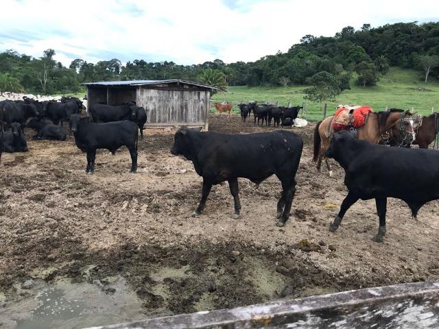 Fazenda 2085 ha Juara MT - Foto 2