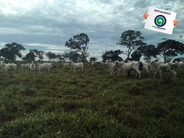 Fazenda 1600 ha no manso - Foto 2