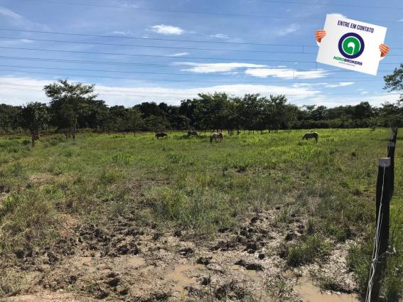 Sítio 28,7 ha no cinturão verde - Foto 7