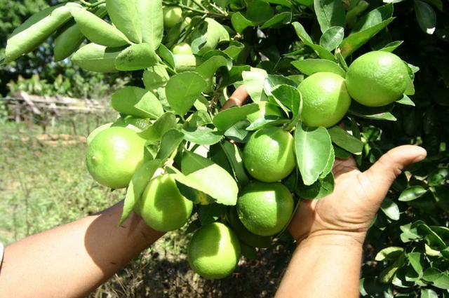 Mudas de Laranja, Limão, Tangerina e outros Citrus - Foto 5