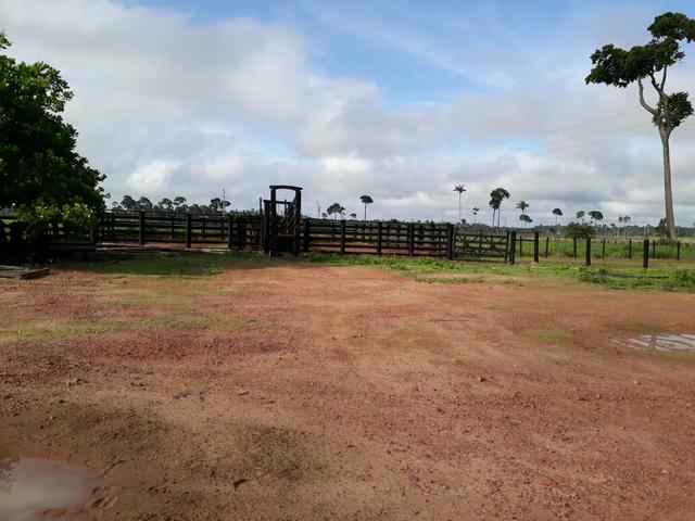 Fazenda em Senador - PA 200 alqueires (15 mil o alq) - Foto 5