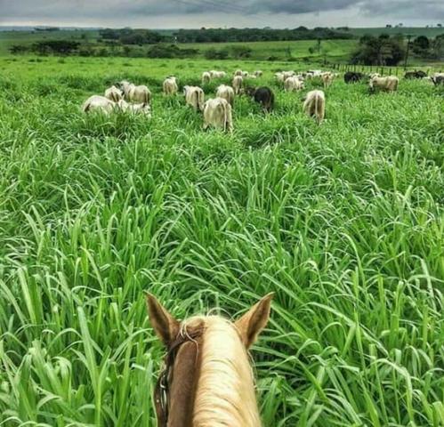 Nova Taquari MT Fazenda a 60 km da cidade com 2.480 hectares em pasto - Foto 4