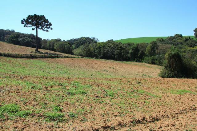 Chácara Araucária, 284.000m², tanques, nascente - Foto 17