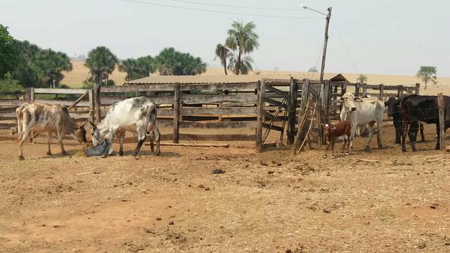 Fazenda com 13 Alq. em Palmeiras de Goiás - Foto 5