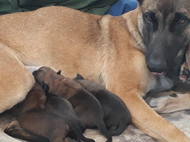 Pastor Belga de Malinois - Foto 2