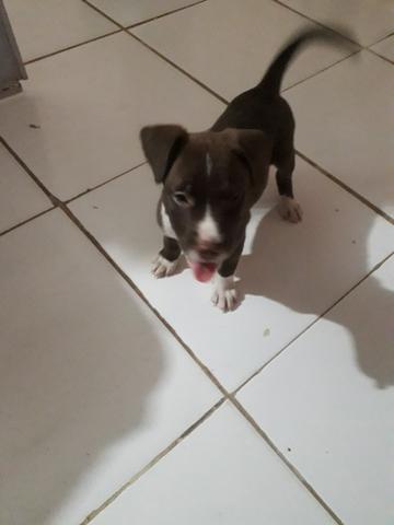 Cachorro - Foto 4