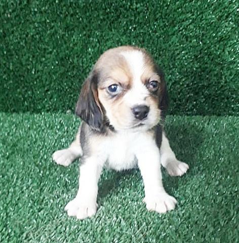 Beagle filhotes Para reserva, femea e macho - Foto 4