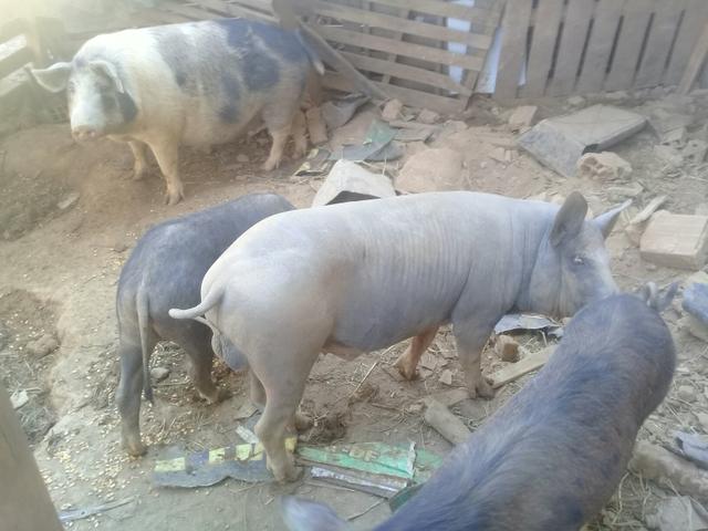 Vendo barão pelado barato - Foto 4