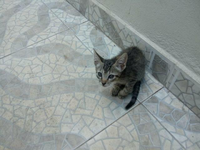 Gatinhos precisando de um lar - Foto 4
