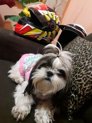 Vendo fêmea de shih Tzu puro - Foto 3