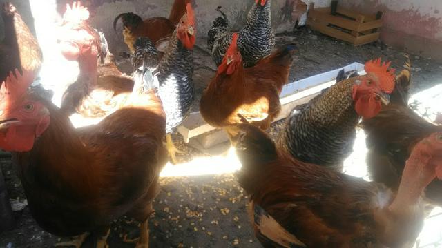 Galos Carijo - Foto 2