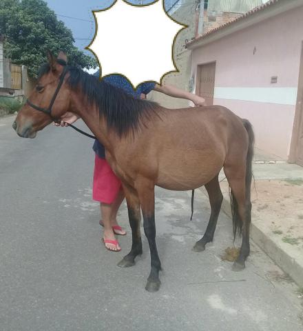 Piquira de picado