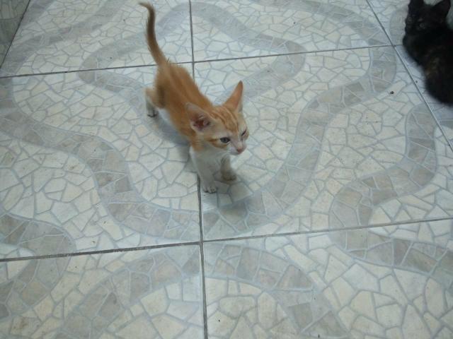 Gatinhos precisando de um lar - Foto 5