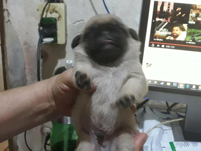 Mini Pug - Foto 3