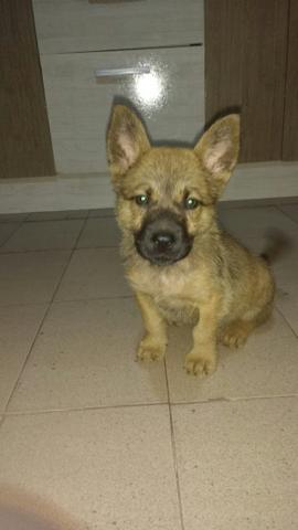 Filhote de chow-chow