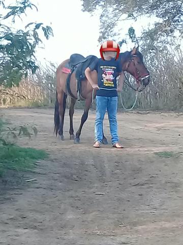 Piquira de picado - Foto 3