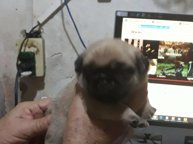 Mini Pug