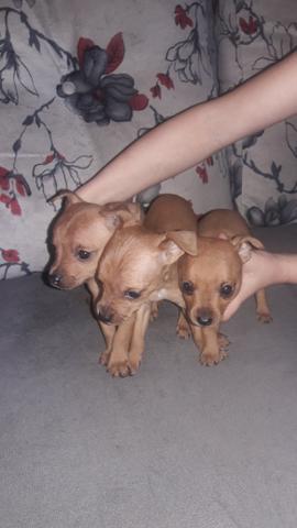 Pinchers 350 reais - Foto 3
