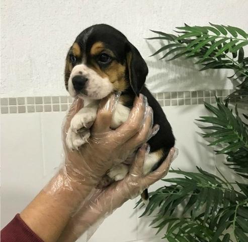Beagle 13 polegadas, bicolor e tricolor, com suporte veterinário gratuito! - Foto 2