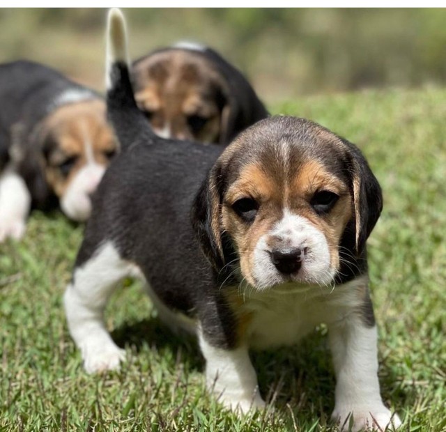 Beagle Macho// PROMOÇÃO @canilcanaa ES  - Foto 4