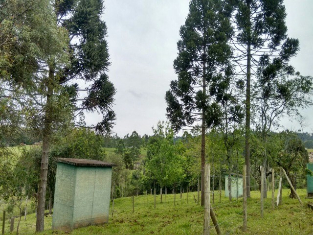 Sede campestre do CDL de Taió, na localidade de Bracatinga - AREA INDUSTRIAL - Taió-SC - - Foto 2