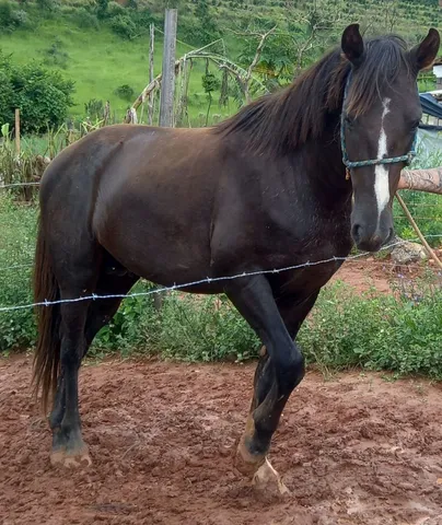 Cavalo (xadrez) 20x8