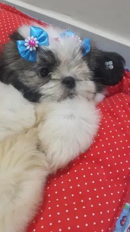 shitzu bebes filhotes fofos com vacina lindos m - Foto 4