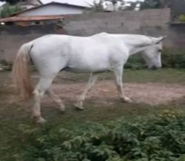 Cavalo/ egua