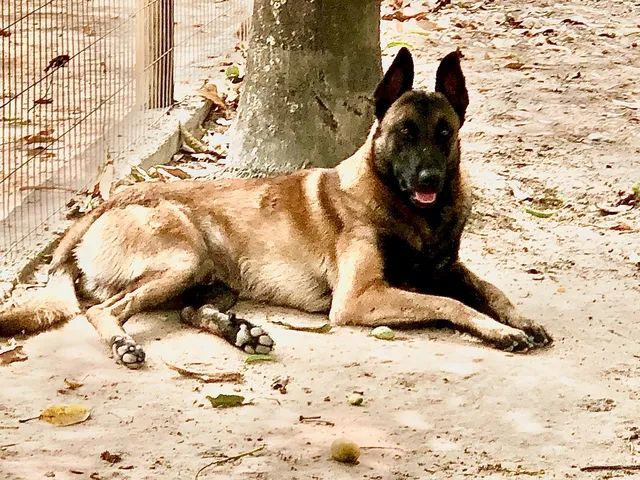 Filhotes de Pastor Malinois - Divinópolis/Belo Horizonte 