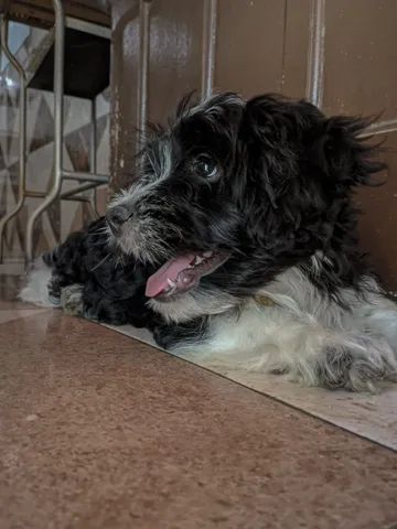 Filhote Lhasa Apso - Foto 5