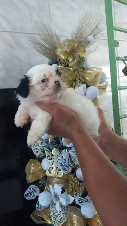 Seu Novo Melhor Amigo Está Esperando Por Você! - Foto 2