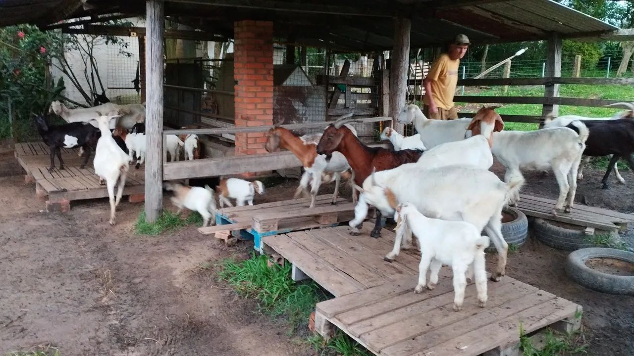 Cabras e Bodes - filhotes e adultos  - Foto 2