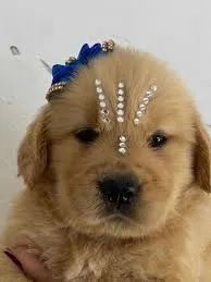 Lindog Fillhotes de Golden Retriever vacinados