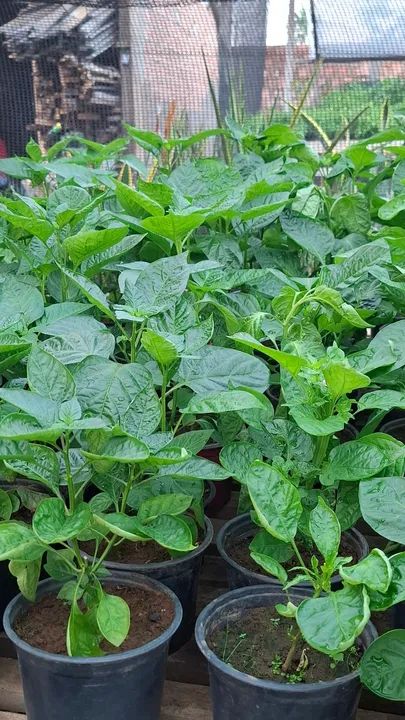 Lindas mudas de pimenta de cheiro no vasinho.