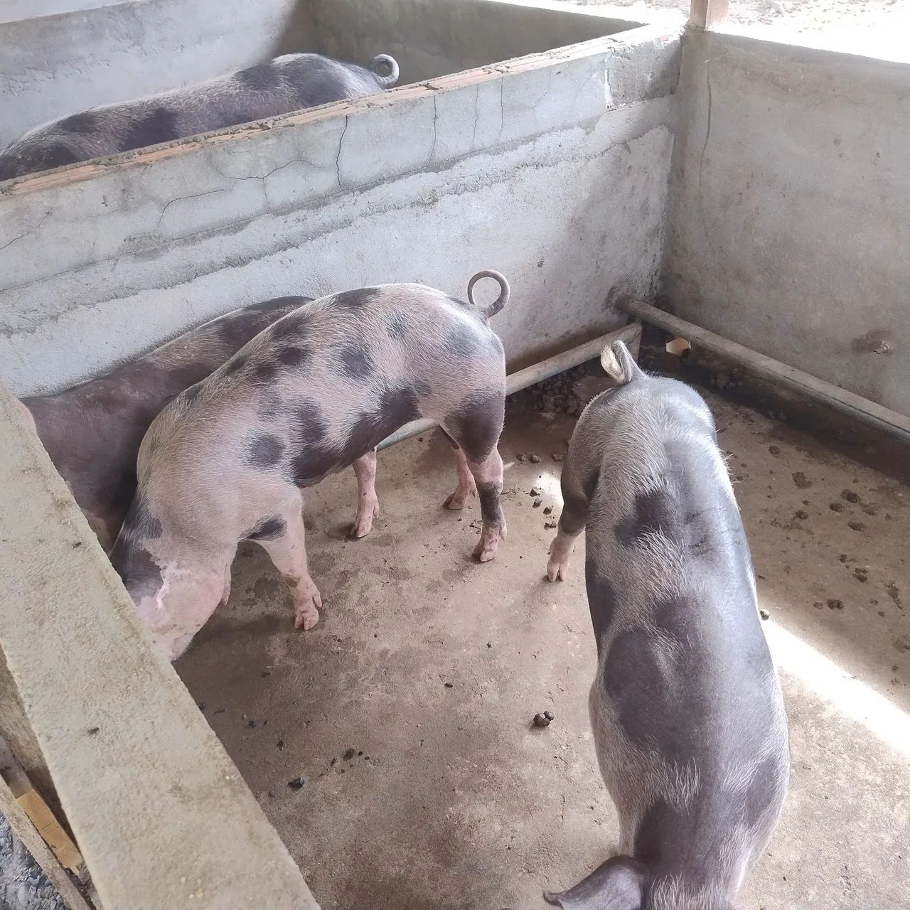 Filhotes de Pietran F1 - Foto 2