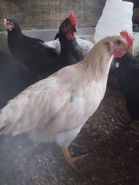 Galinhas caipira e galinhas sertanejo balão - Foto 5