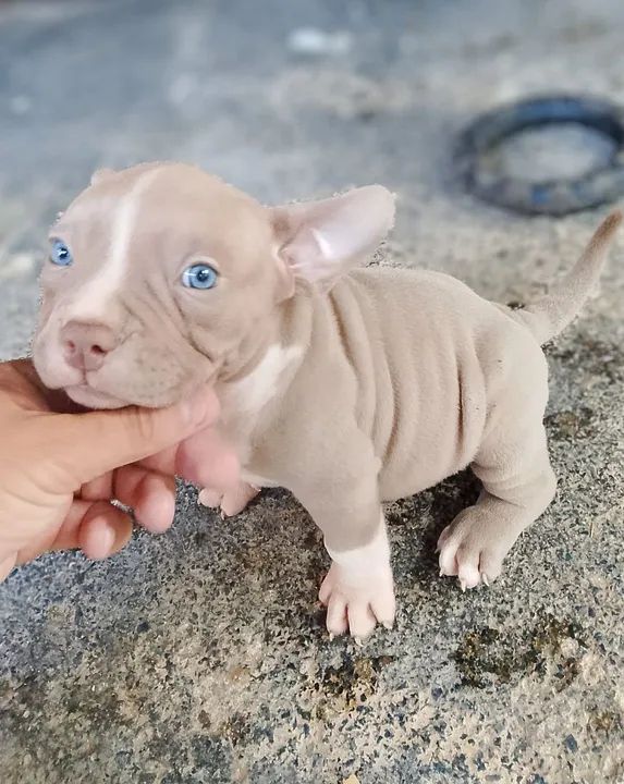 American Bully  pocket Olhos Azuis ACEITO TROCA