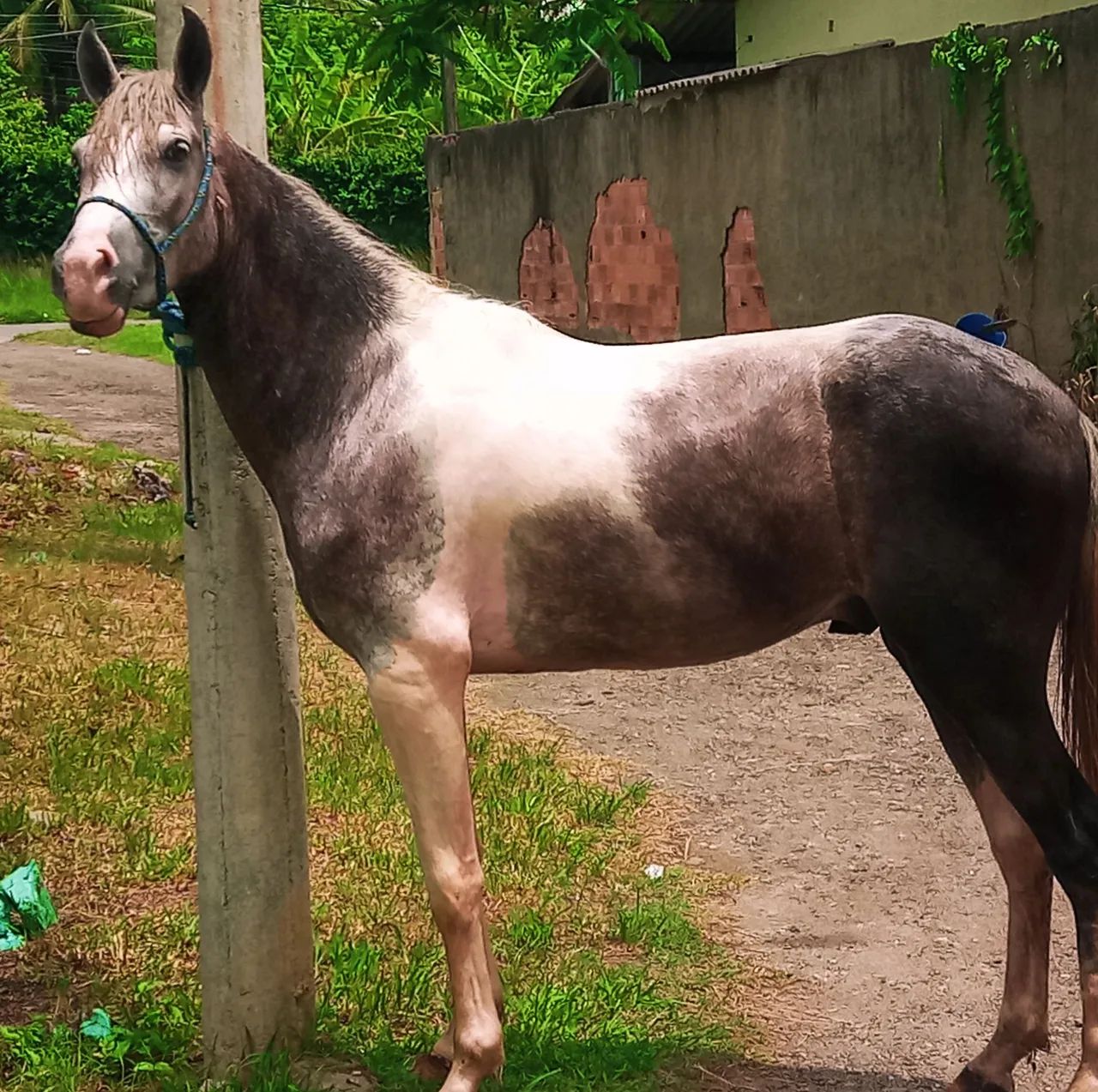 Potro Mangalarga Marchador - Foto 4
