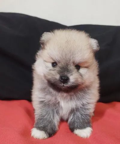 Cachorro Outras raças - São José do Rio Preto, São Paulo