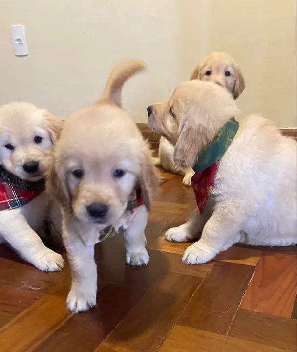 Filhotes Golden Retriever